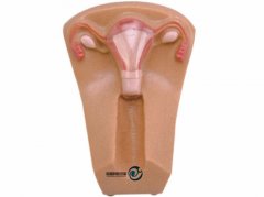 女性避孕器訓練模型